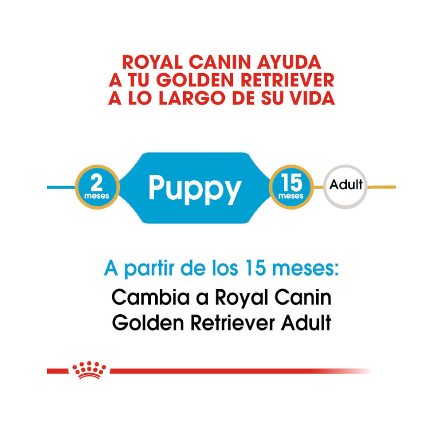 Ração Royal Canin para filhotes de Golden Retriever