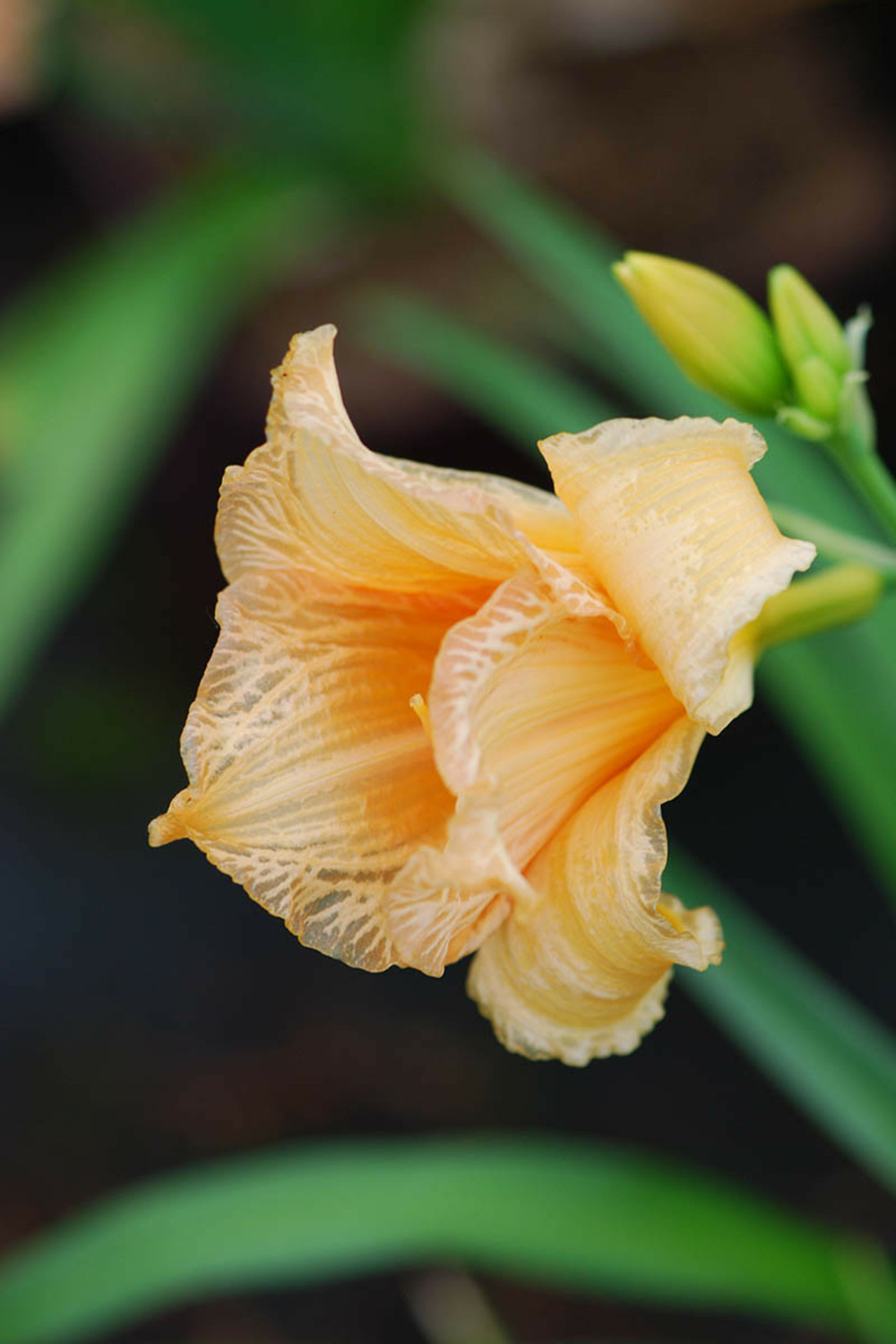 Hémérocalle 'mini pearl' - 2l