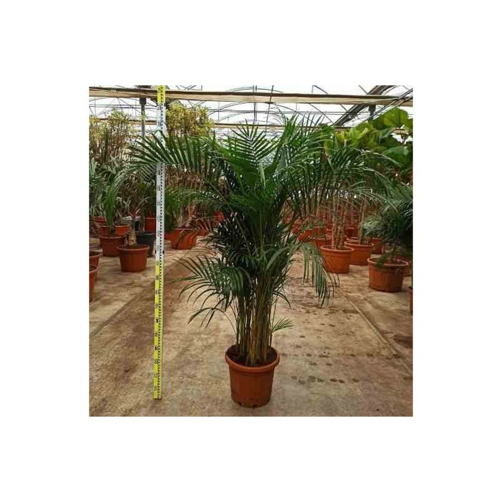 Dypsis lutescens (palmier multipliant) taille pot de 4l-100/120cm