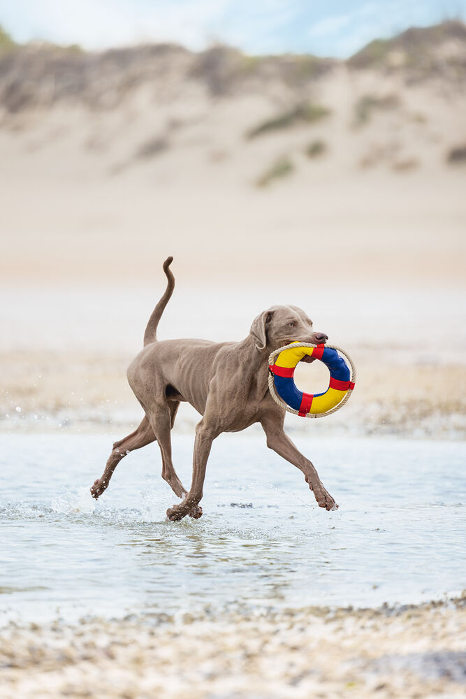 Beeztees Boei Multi - Waterspeelgoed hond - multi - 5x5x5 cm