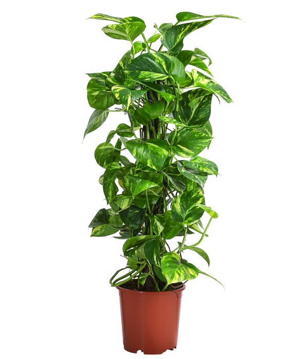 Efeutute - Epipremnum aureum am Kratistestab