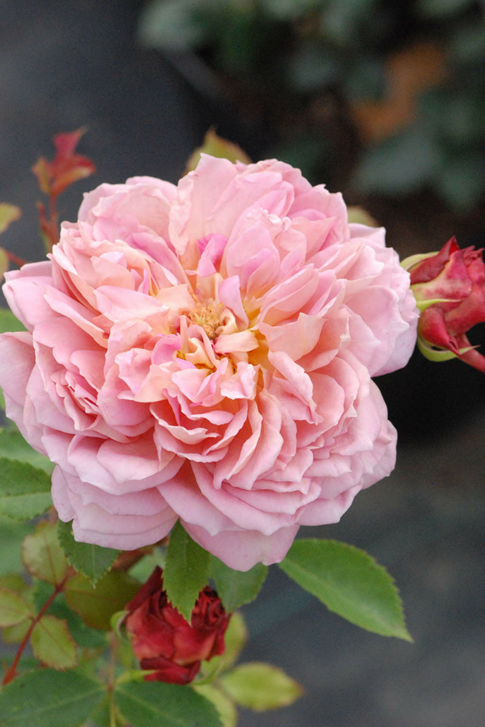 Rosier david austin 'jubilee celebration' ? - 5l