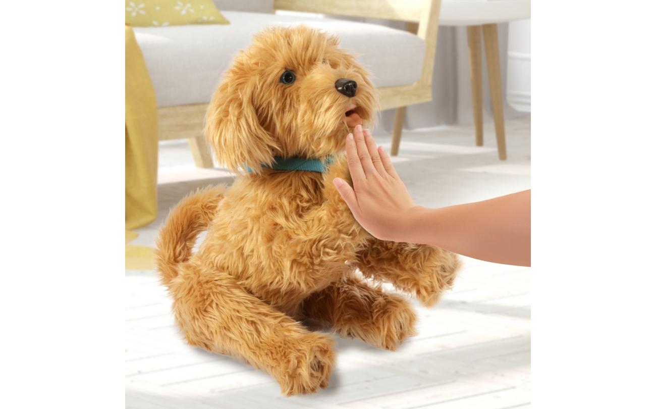 Moji mijn lieve labradoodle