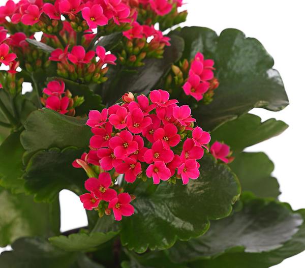 Flammendes Käthchen - Kalanchoe blossfeldiana