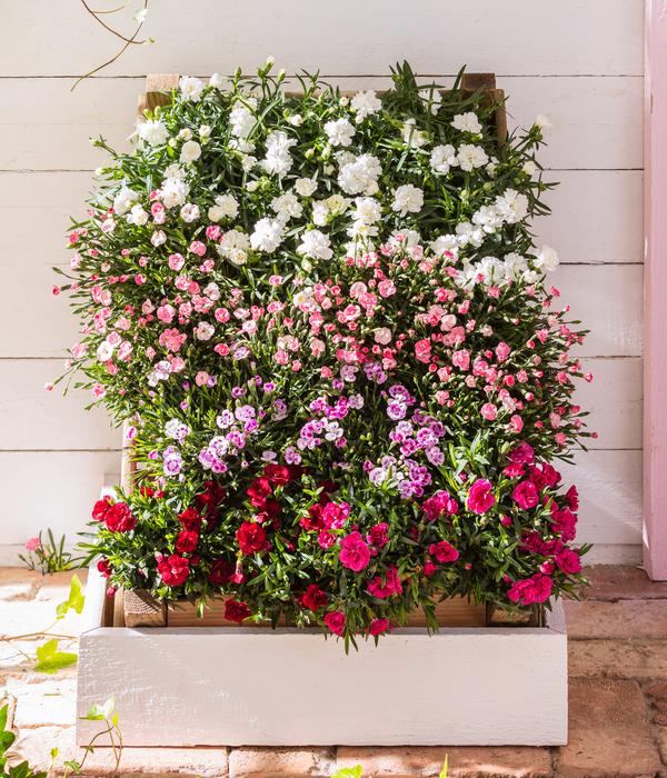 Garten-Nelke, verschiedene Farben