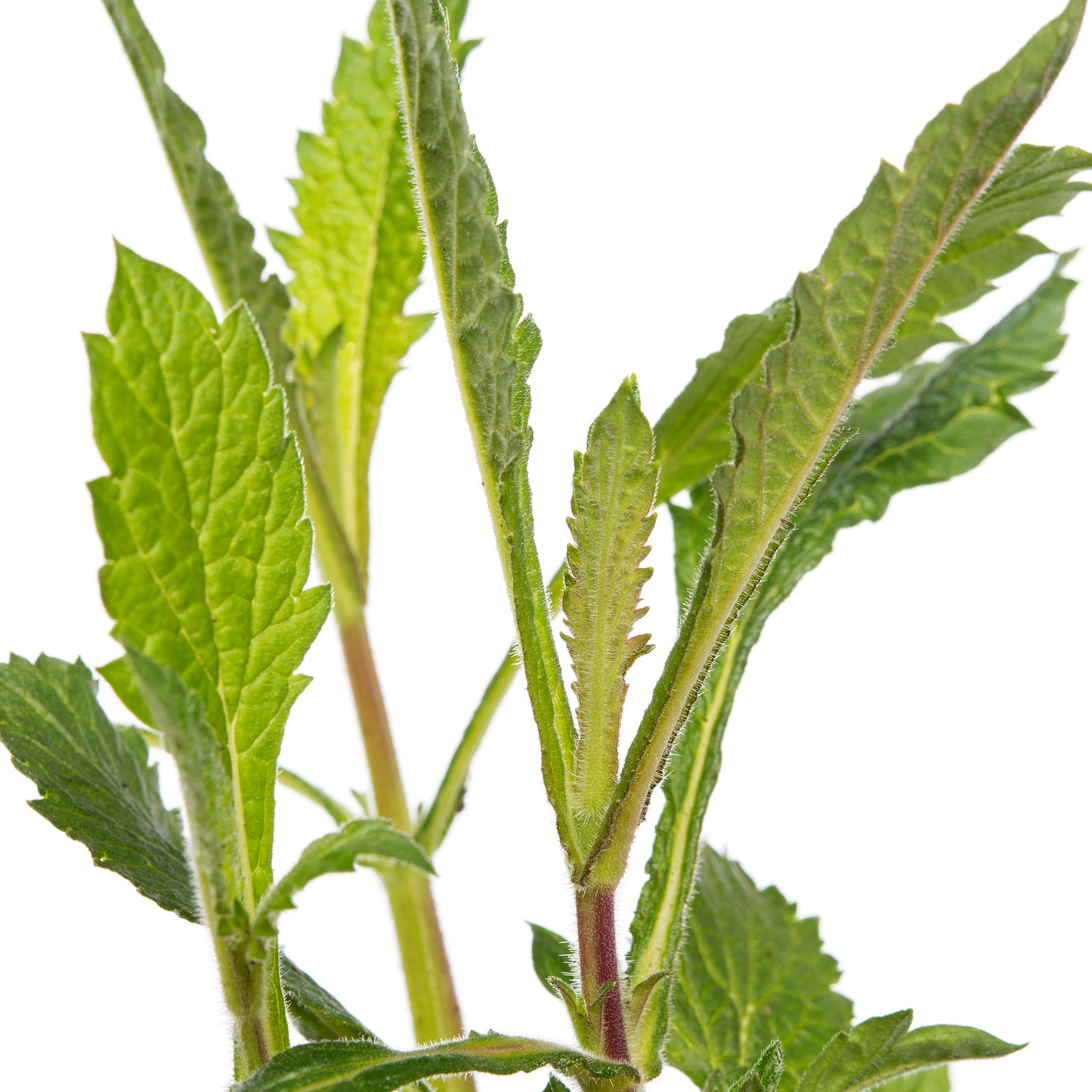 IJzerhard (Verbena bonariensis) D 9 H 10 cm