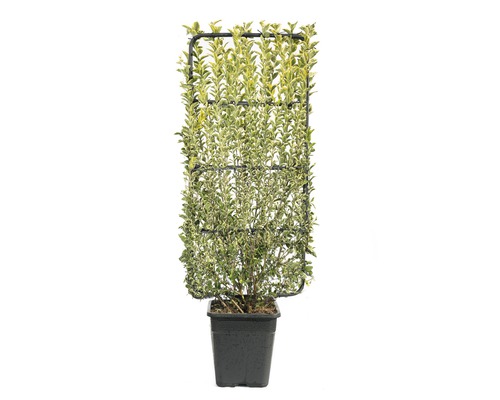 Privacyhaag Gouden liguster espalier FloraSelf Ligustrum ovalifolium 'Aureum' H 100-110 cm B 50 cm Co 18 L