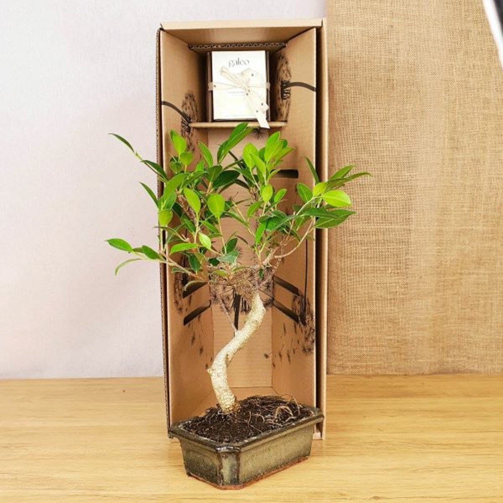 Coffret d'un bonsaï ficus retusa, symbole d'endurance, avec une bougie naturelle