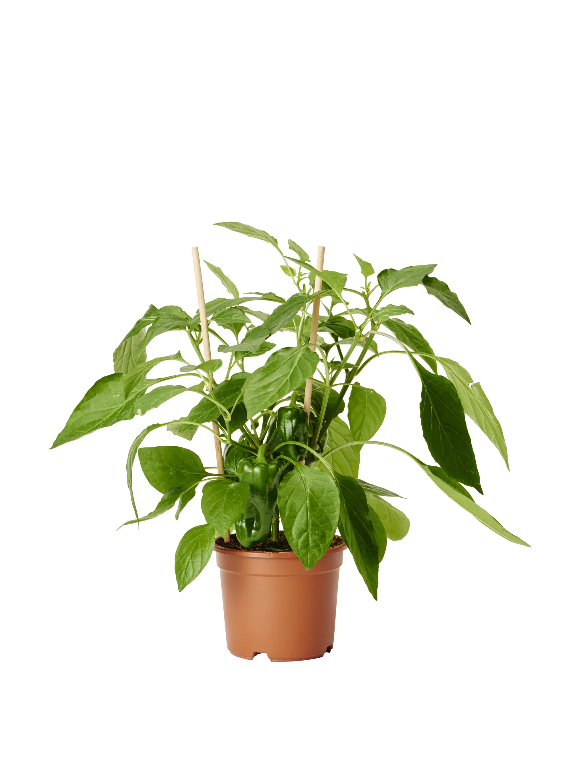 Capsicum annuum Snackpaprika Ø14 cm