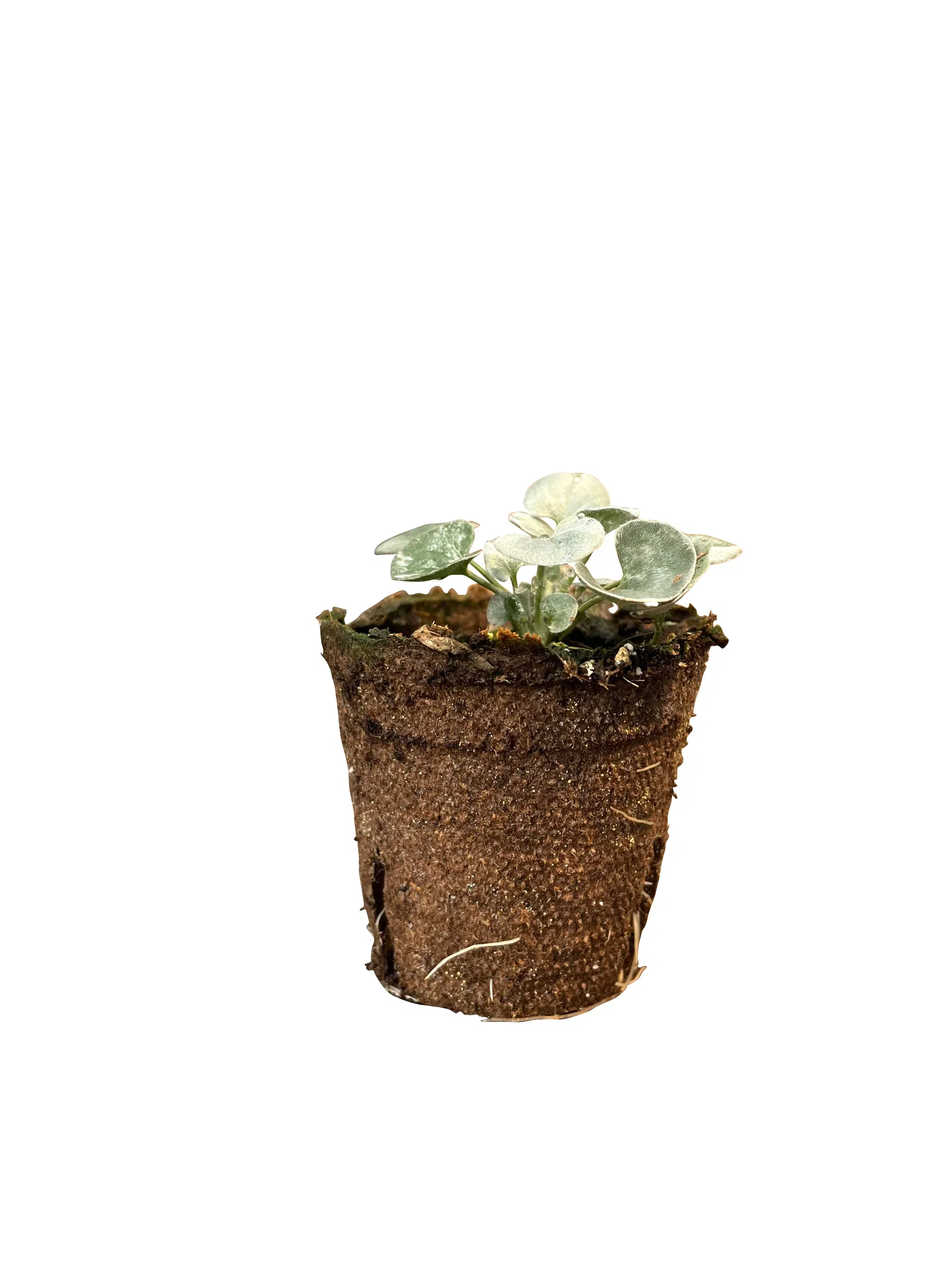 Dichondra argentea Dichondra stikling Ø6 cm