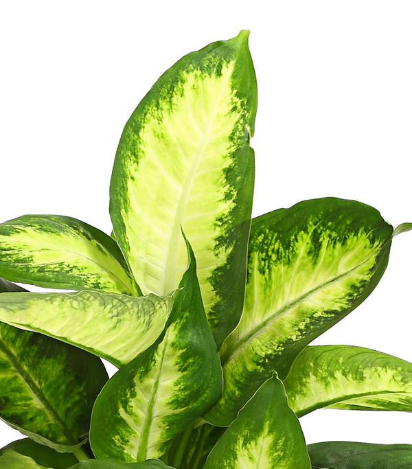 Dieffenbachie - Dieffenbachia maculata,
