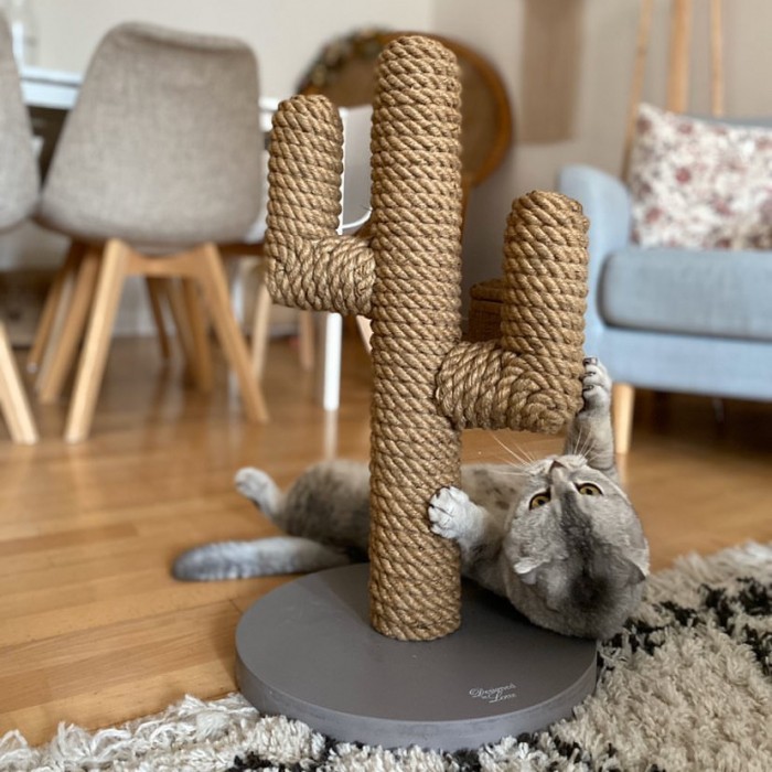 Griffoir Cactus
