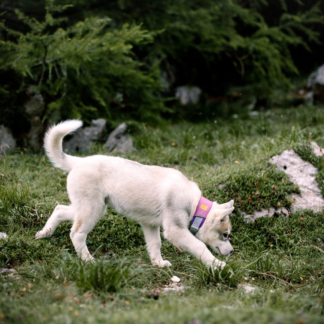 Woolly Wolf Halsband Alpha 360 Mauve Mix S