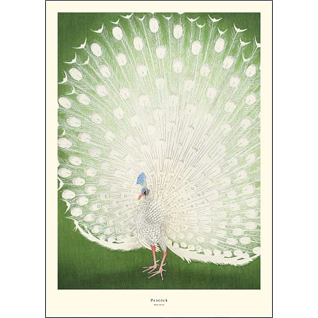 Peacock - 70x100 cm