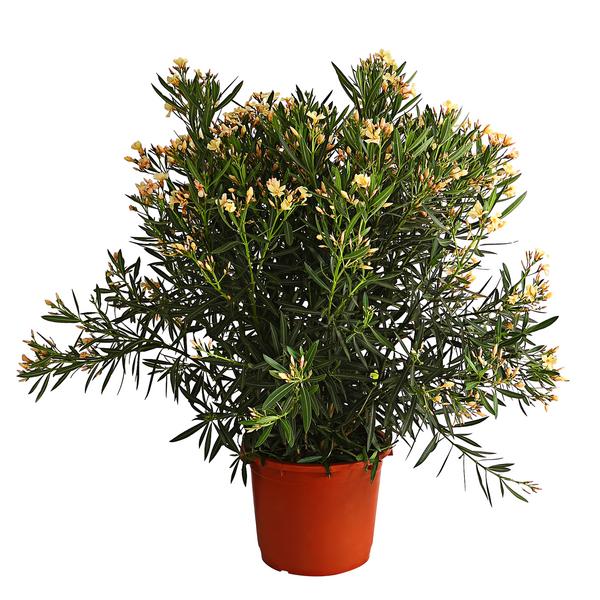 Oleander, Solitärbusch, verschiedene Farben
