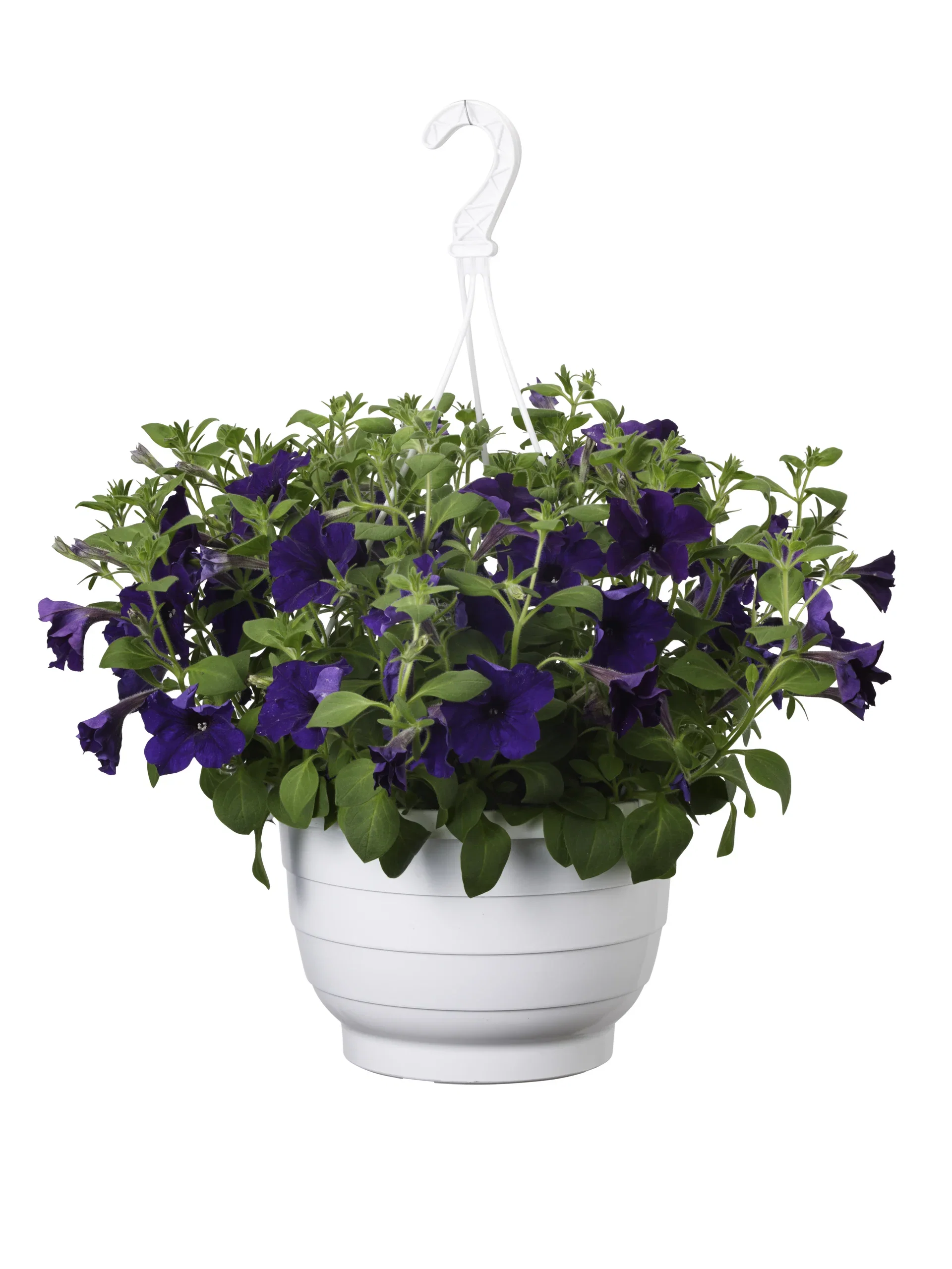 Petunia h. Sanguna Blue h.basket 25 cm Petunia i ampel Ø25 cm