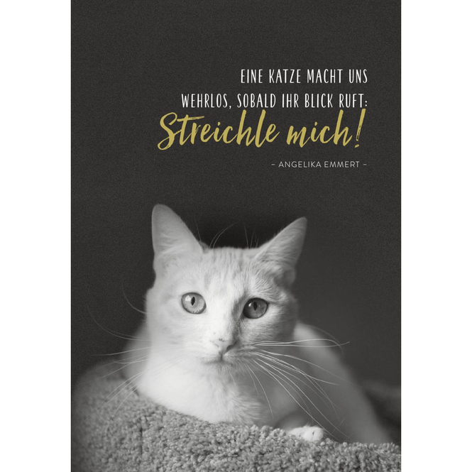 Taschenkalender - Für Katzenfreunde - 2024