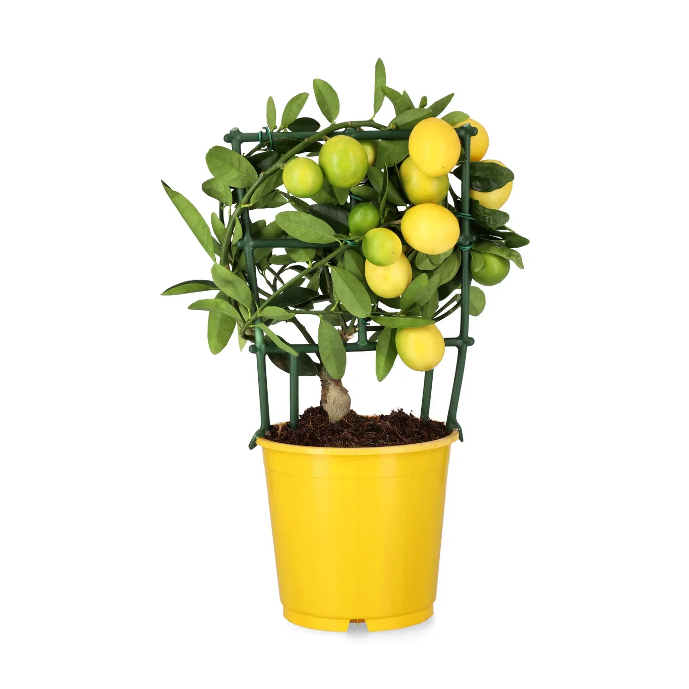 Citrus x floridana Limequat på stamme Ø15 cm