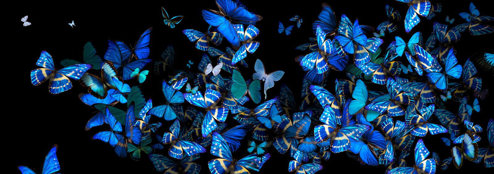 Blue Fellowship by Heiko Hellwig - Limited Edition. Edition of: 150. Signed.