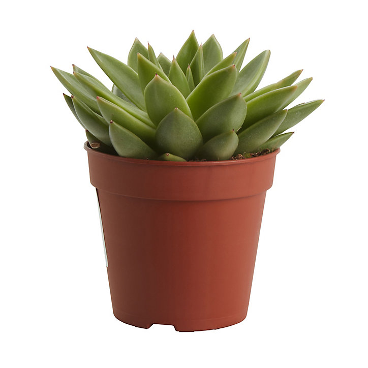 Succulente « Rouge à lèvres » 12cm