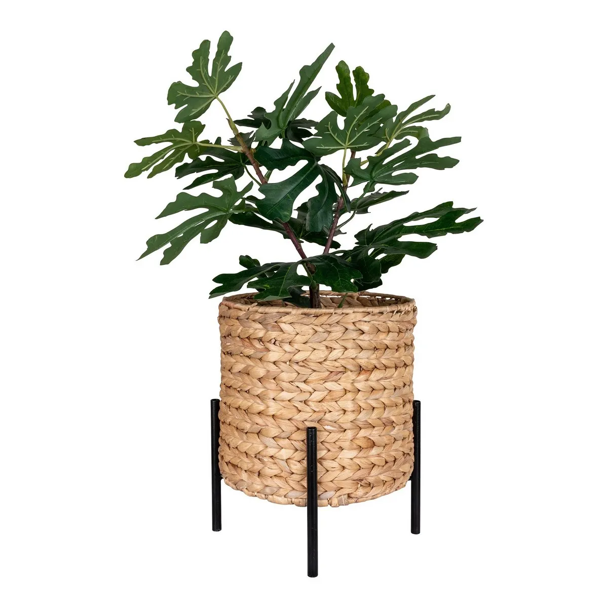 Epikasa Vase Antas - Jacinthe d'Eau