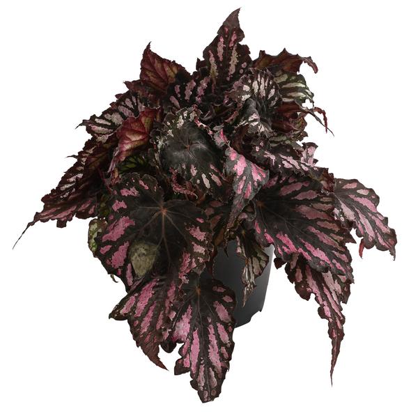 Blattbegonie - Begonia rex-Hybride,