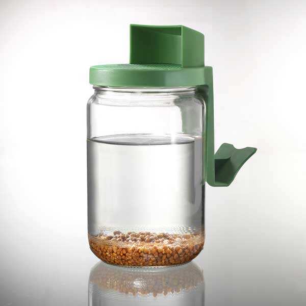 Germoir bocal en verre