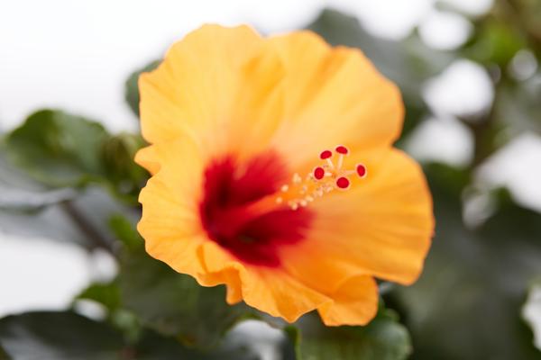 Zimmerhibiskus - Hibiscus rosa-sinensis