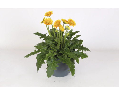 Gerbera Garvinea® Sweet Blaze FloraSelf Ø 23 cm pot, tuingerbera met madeliefachtige bloemen, 35th Anniversary FloraSelf Edition