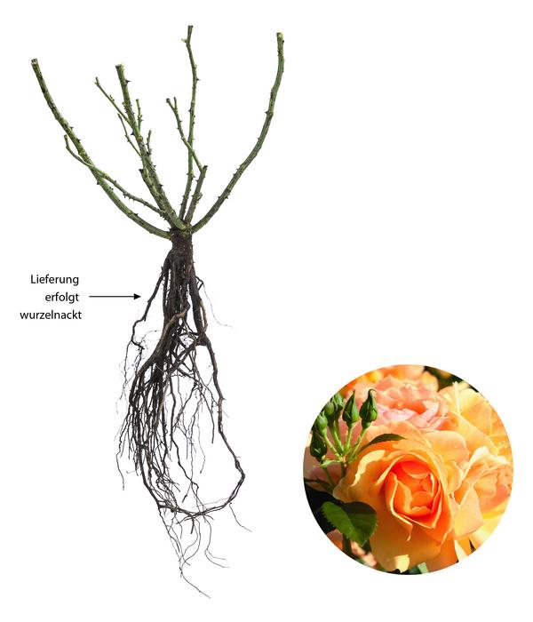 Beetrose 'Hansestadt Rostock®'