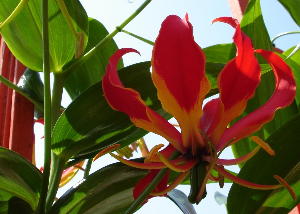 Jardin dans le sac - lis de malabar - 15 graines - gloriosa rothschildiana