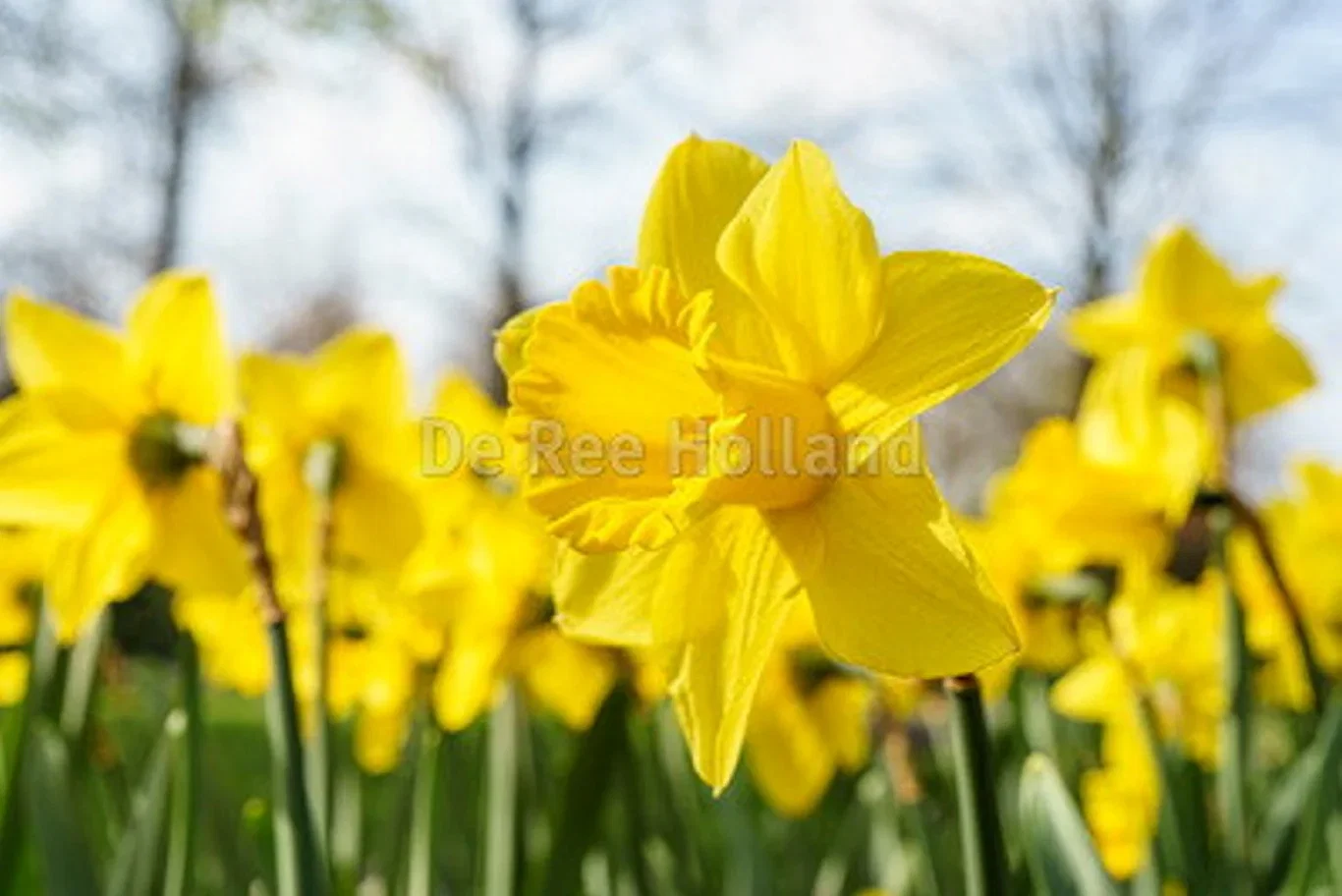 Narcissus pseudonarcissus 'Dutch Master' Påskelilje 'Dutch Master'