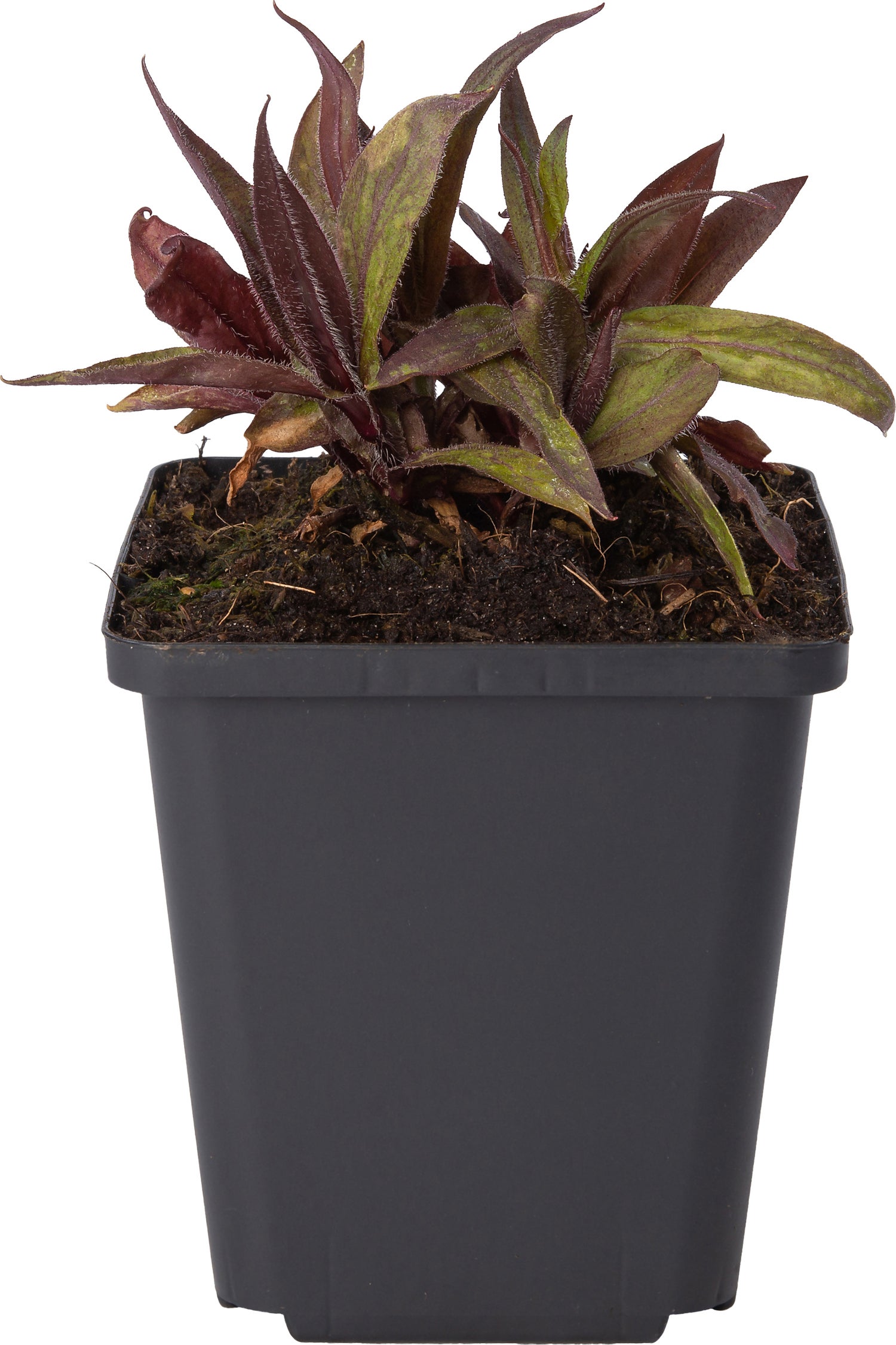 Koekoeksbloem (Lychnis arkwrightii 'Vesuvius') D 9 H 10 cm