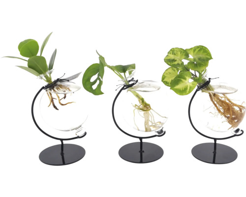 GreenMIX in een glas: Victoria FloraSelf Purple Grape, Balsam Apple, Monstera (gratis wortels)