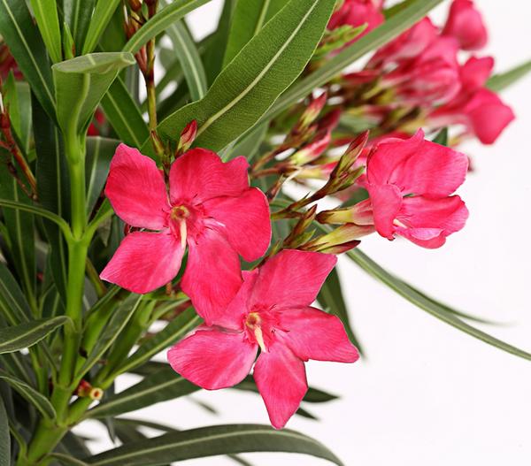 Oleander, Stämmchen, verschiedene Farben