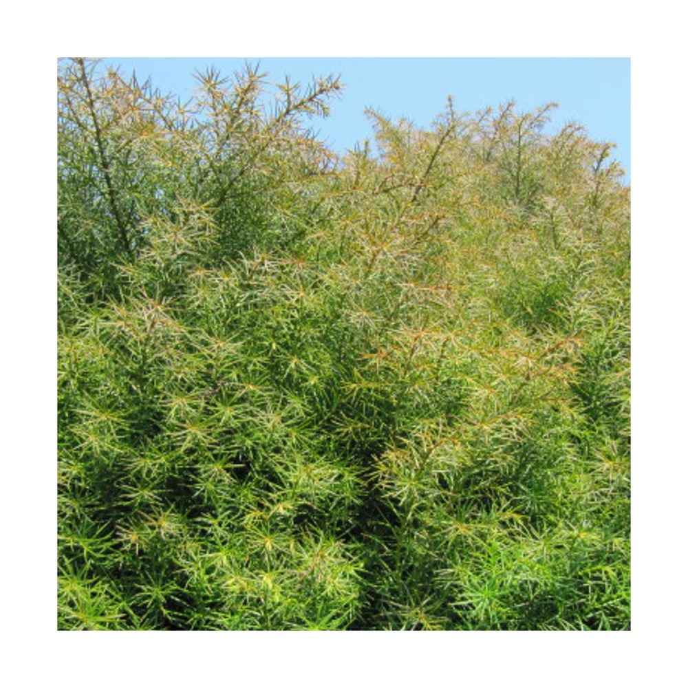 Cèdre du japon japonica elegans/cryptomeria japonica elegans[-]pot de 3l - 20/40 cm