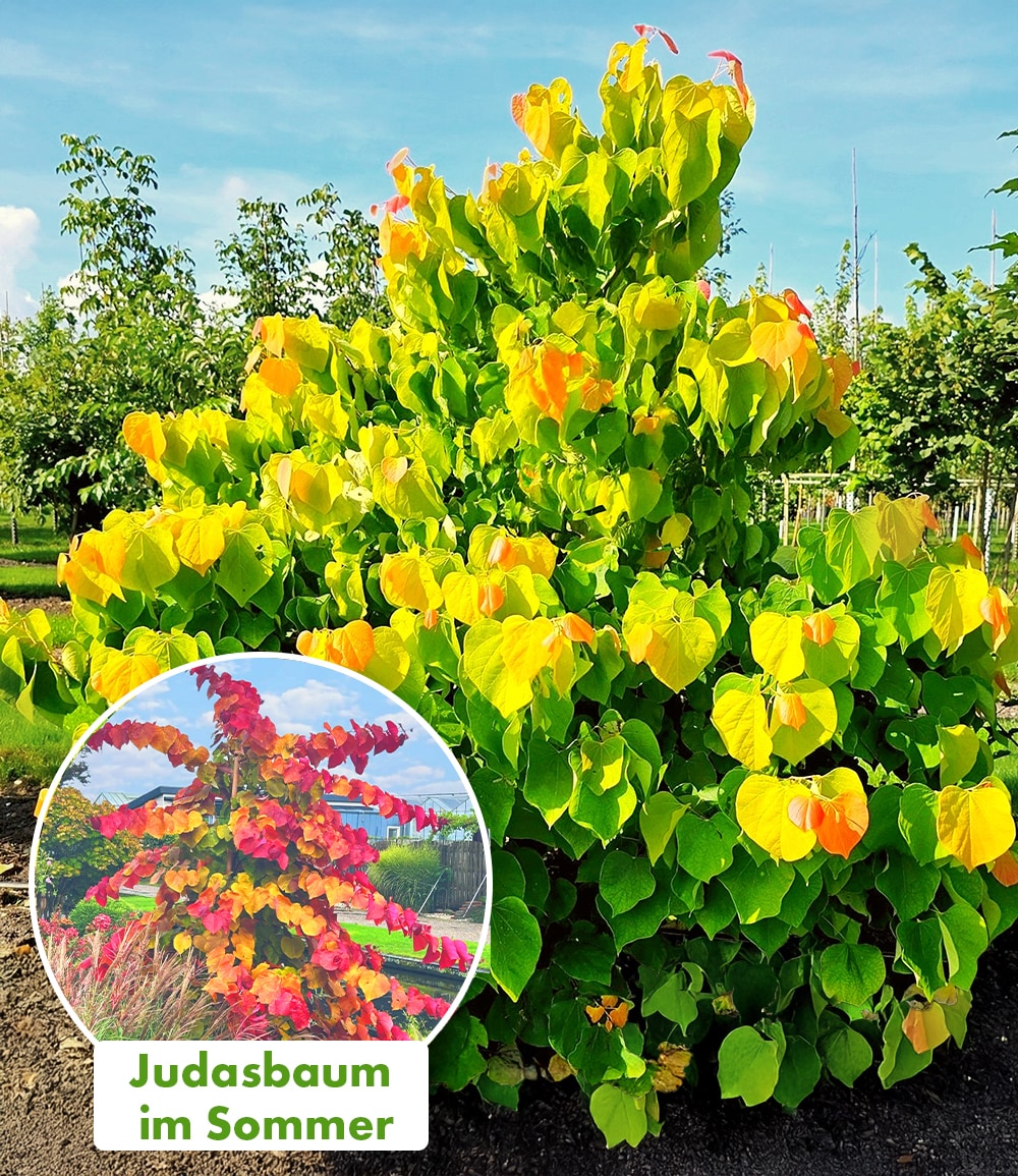 Cercis 'The Rising Sun', Judasbaum