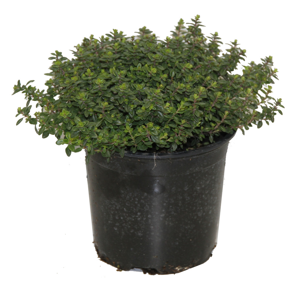 Thym citron pot 14 cm