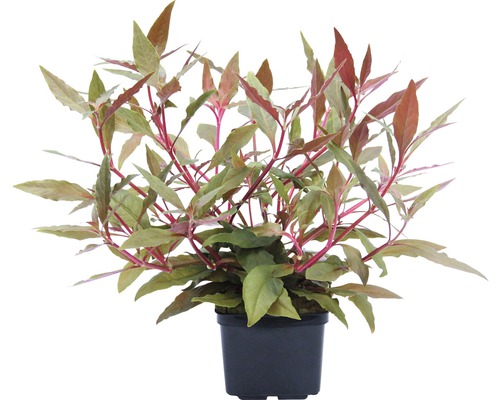 Stamplant Alternanthera reineckii 'rood' XXL
