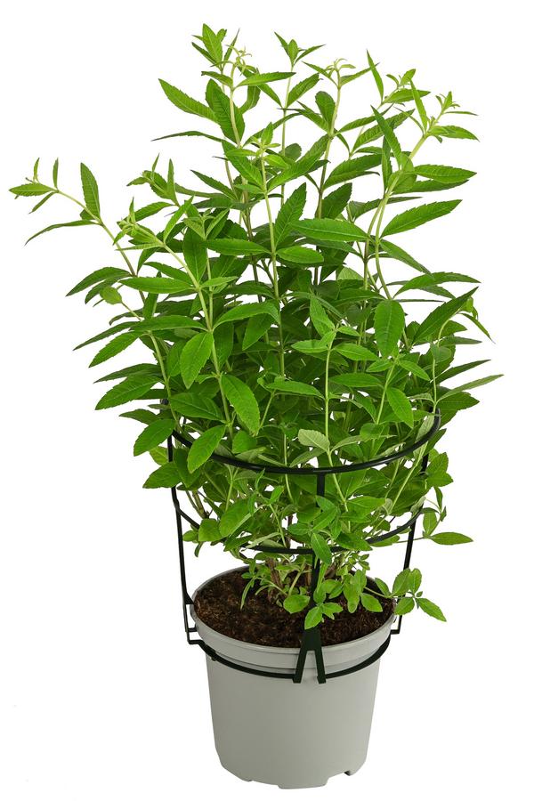 Dehner Gourmet Garten Zitronenverbene