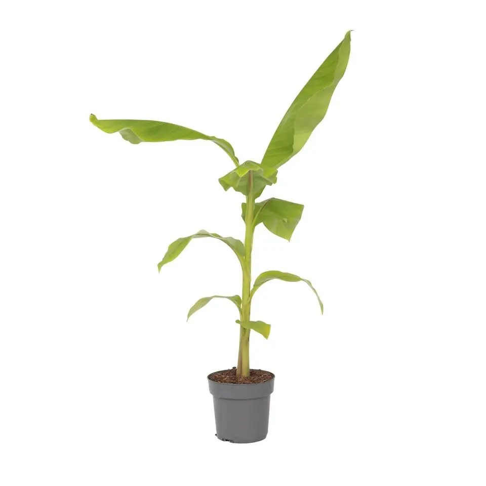 Bananenplant - Musa basjoo - Hoogte 55-70cm - ⌀21cm