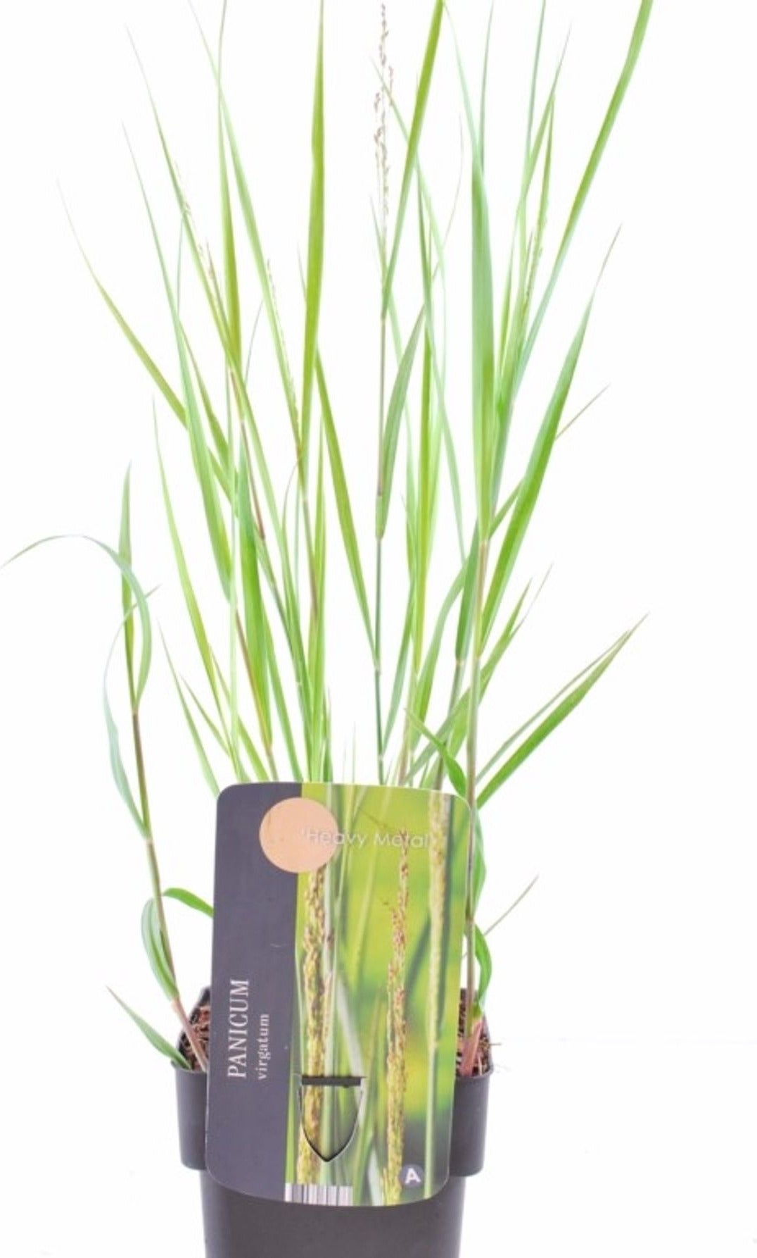 Vingergras (Panicum virgatum 'Heavy Metal') D 17 H 10 cm
