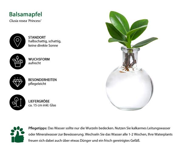 Waterplant Balsamapfel im Kugelglas - Clusia