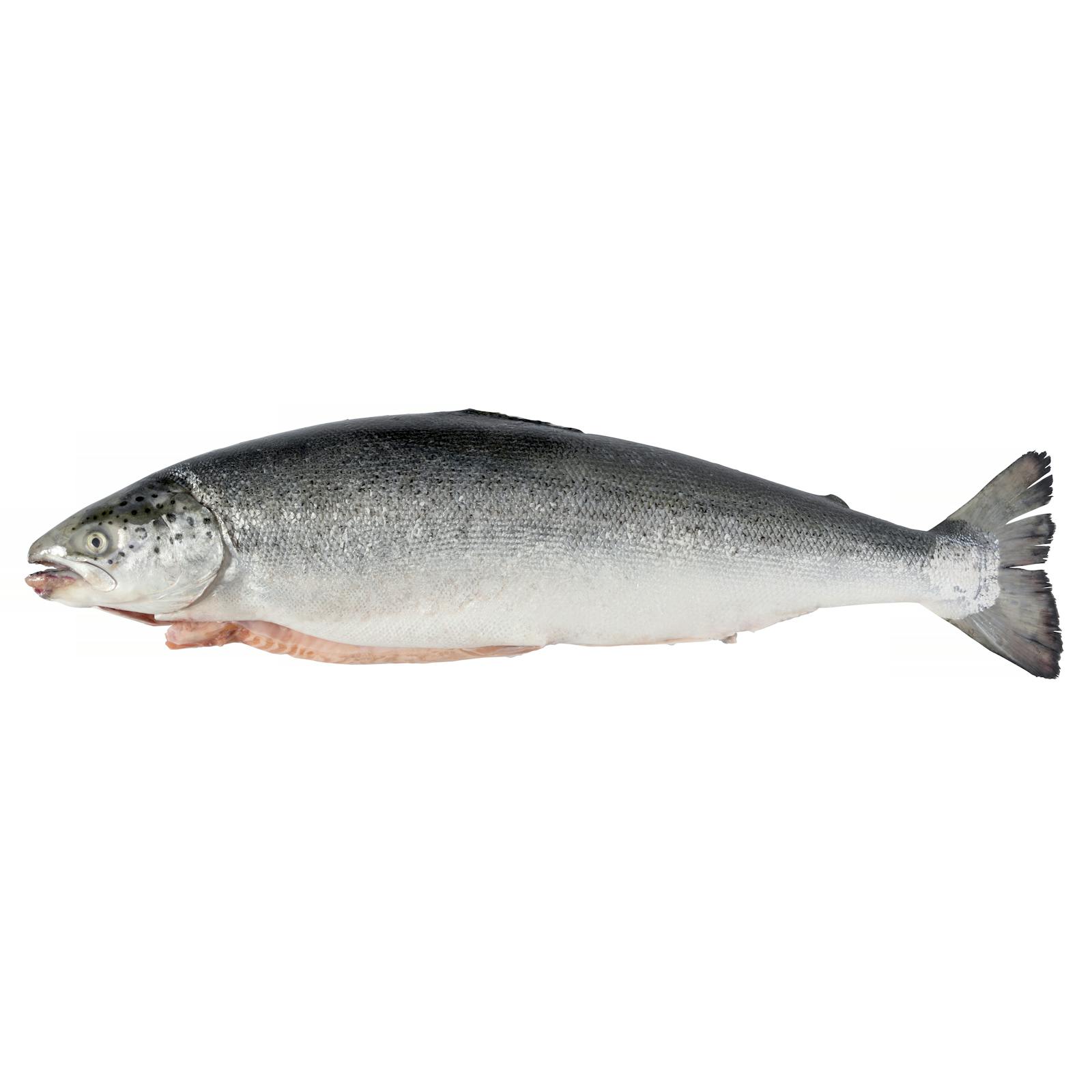 Saumon sans nageoires ni écailles