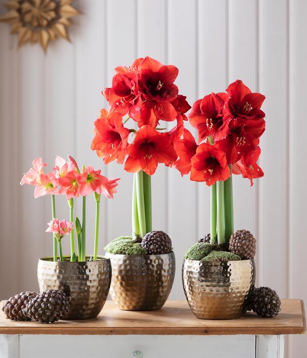 Amaryllis - Hippeastrum 'Superzwiebel',