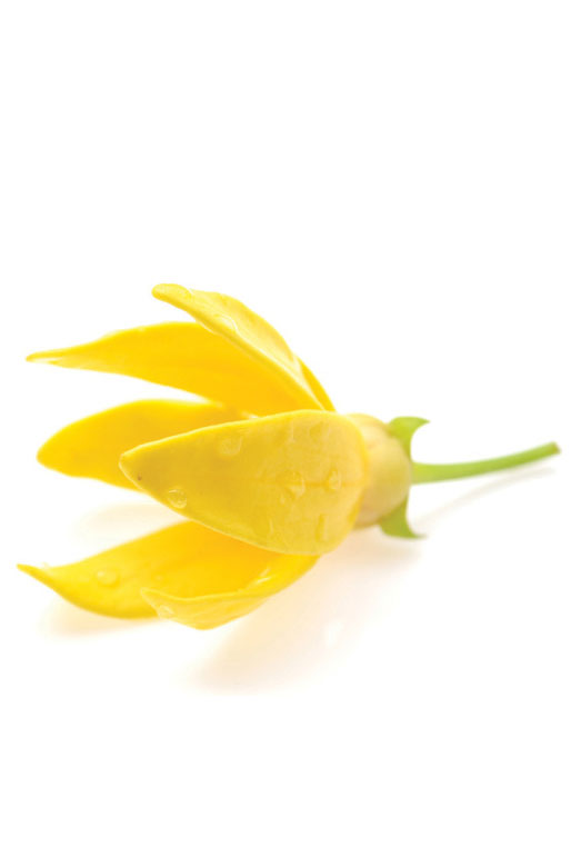Huile de ylang ylang  Cananga odorata