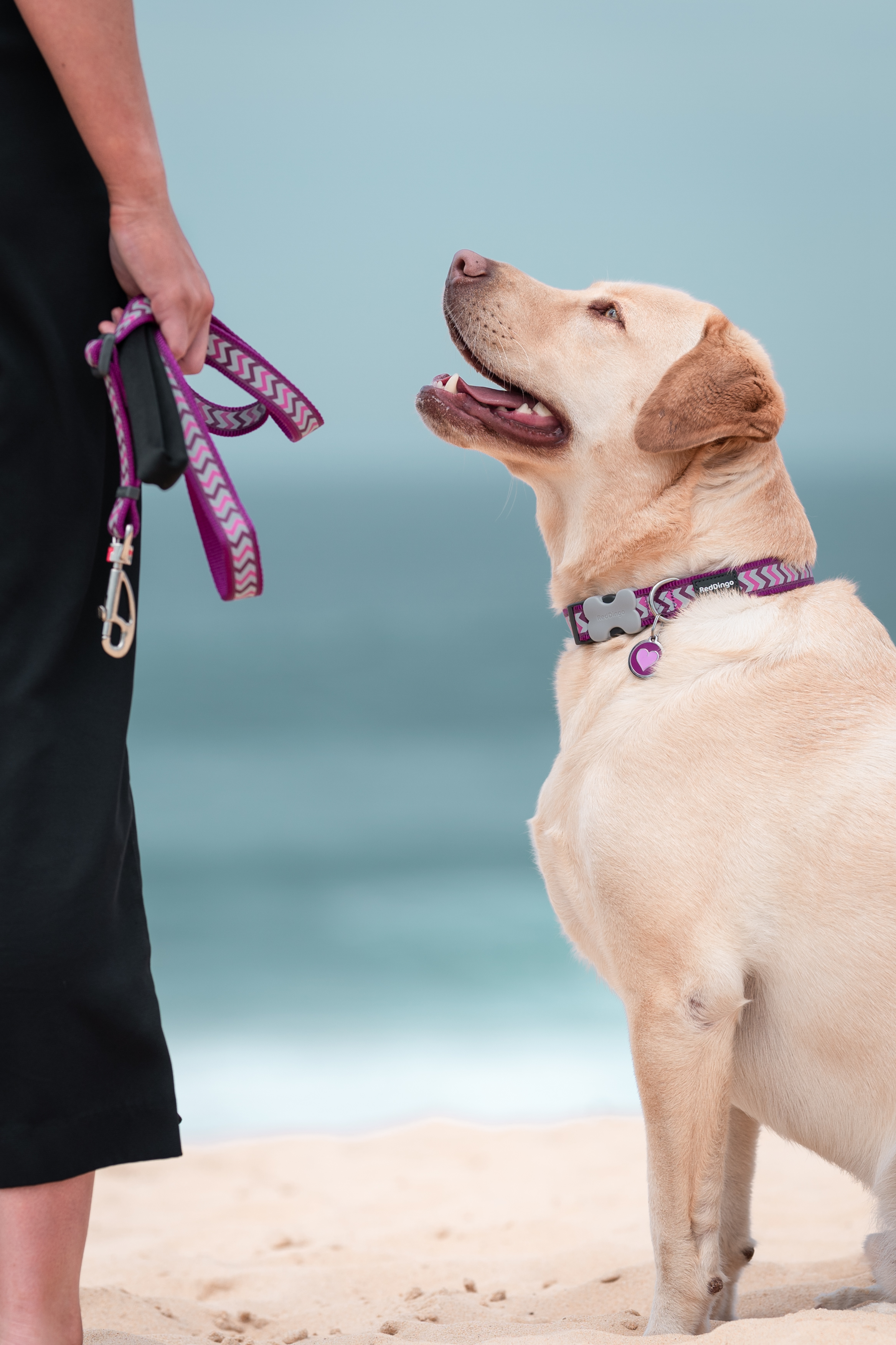 Placa de identificação para cães em aço inoxidável esmaltado com o símbolo Purple Heart