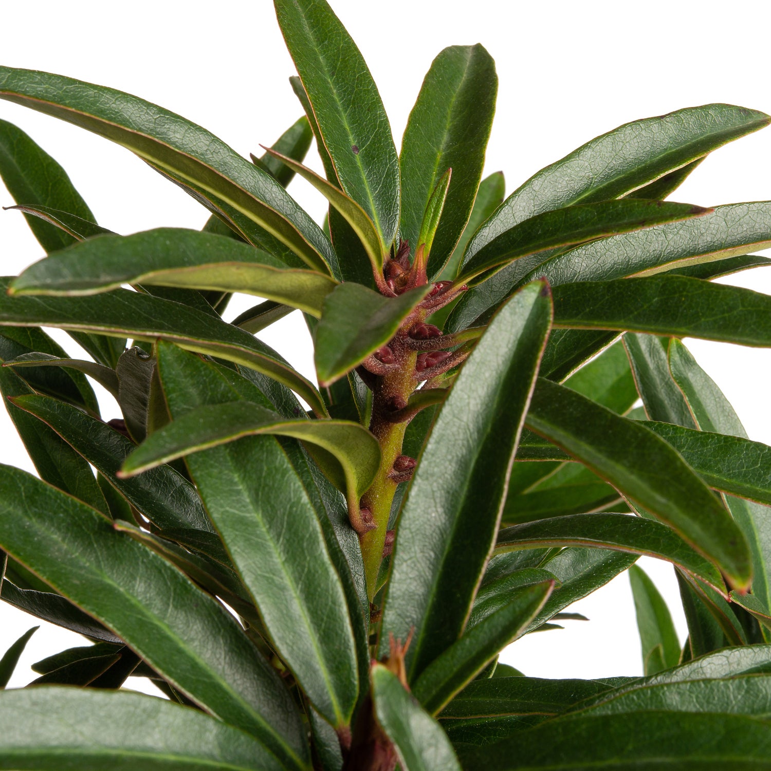 Rhododendron (Rhododendron 'Graziella') D 19 H 25 cm