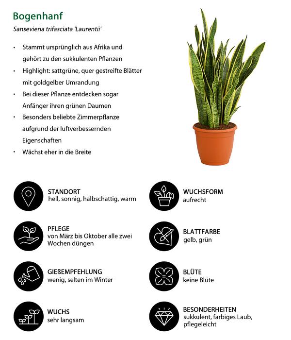 Bogenhanf - Sansevieria trifasciata var.