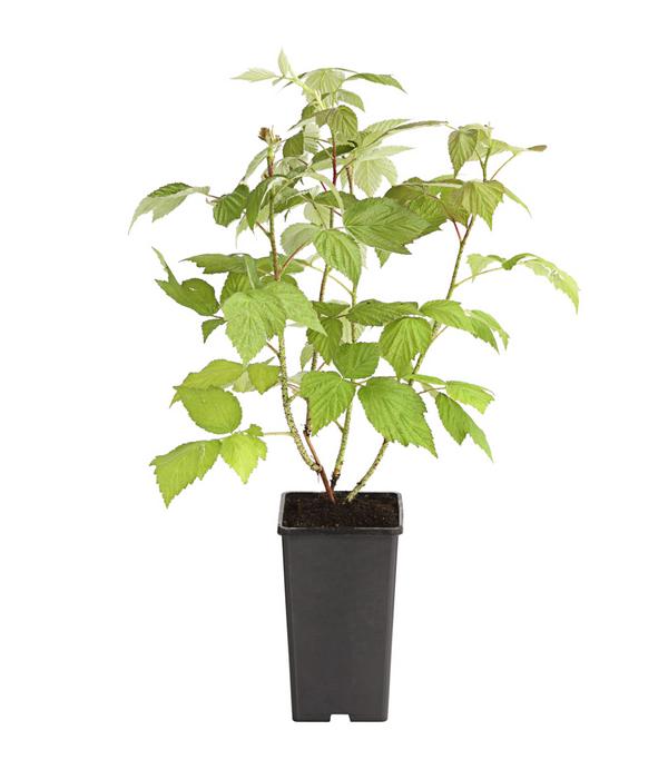 Dehner Gourmet Garten Himbeere 'Aroma Queen®'